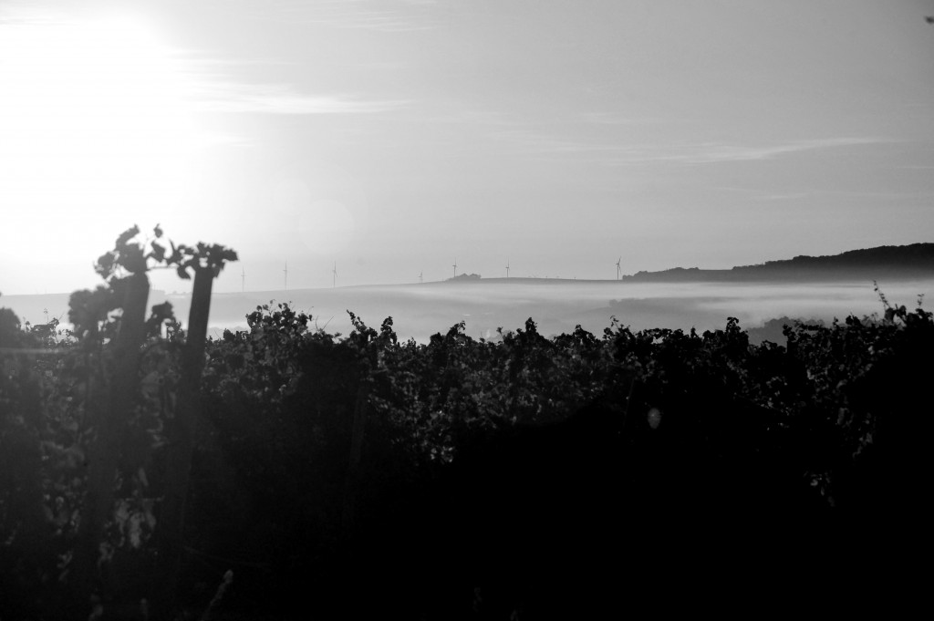 Weinberge im Nebel bei Sonnenaufgang